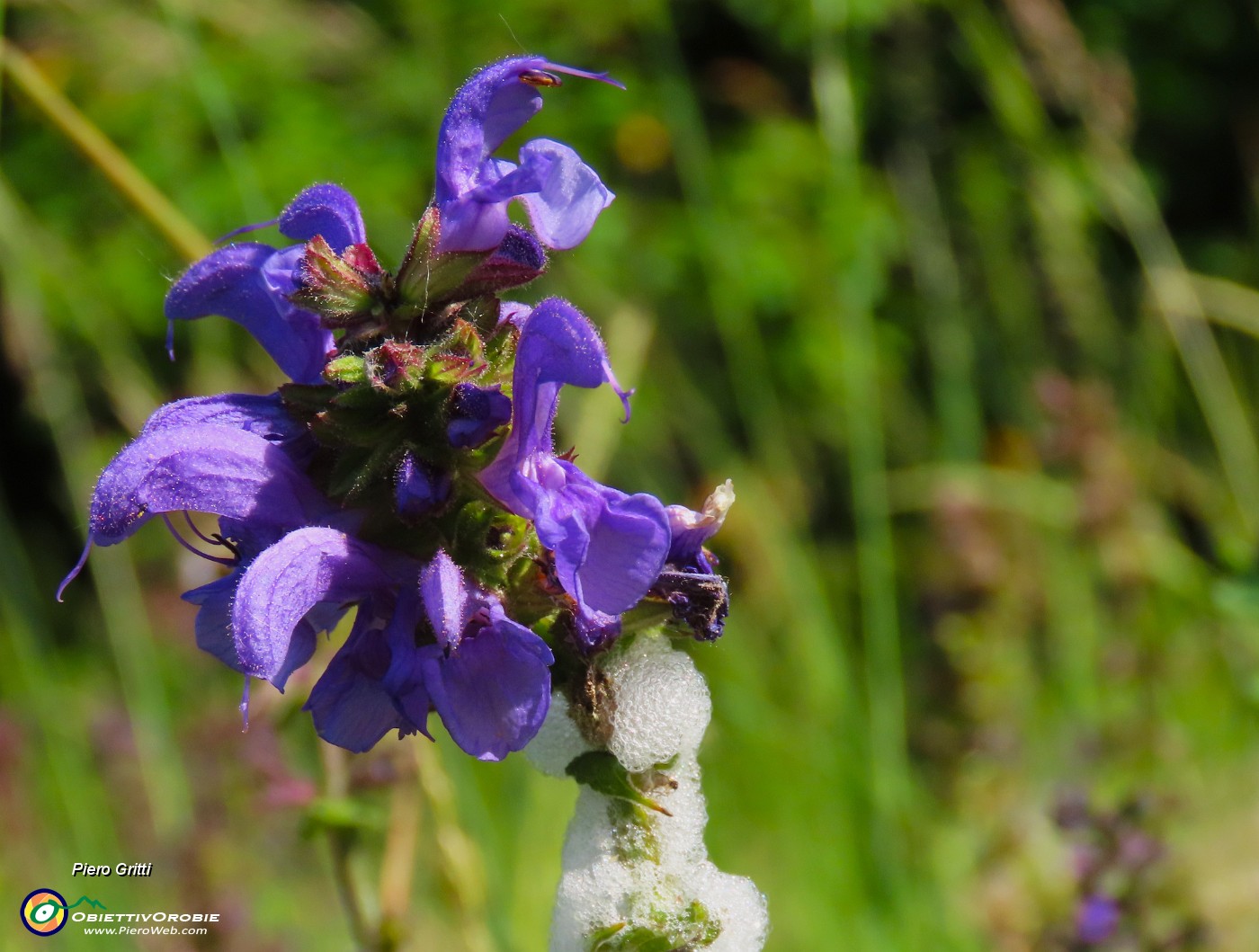 21 Salvia pratensis- Salvia dei prati .JPG